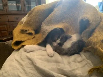 こば 様のお迎えした子猫