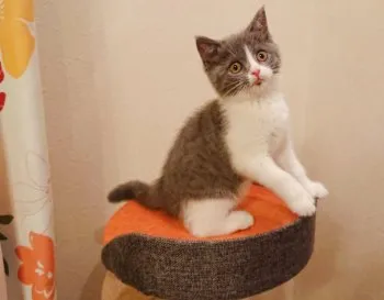 きさぽん 様のお迎えした子猫