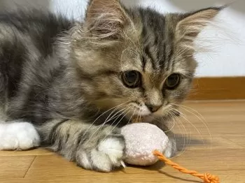 ムコタ 様のお迎えした子猫