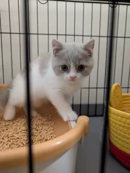 もも 様のお迎えした子猫