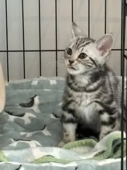 S.S 様のお迎えした子猫