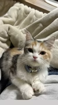 Rin 様のお迎えした子猫