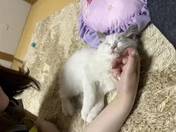D.K 様のお迎えした子猫