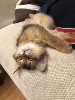 たい 様のお迎えした子猫