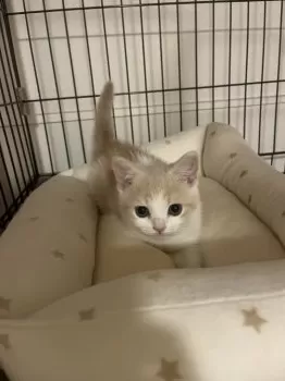 かえ 様のお迎えした子猫