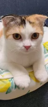 きよ 様のお迎えした子猫