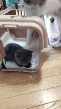 tae 様のお迎えした子猫