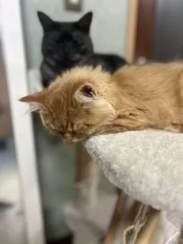 タカ 様のお迎えした子猫