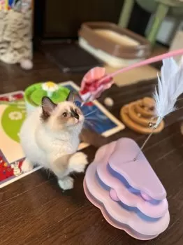 nina 様のお迎えした子猫