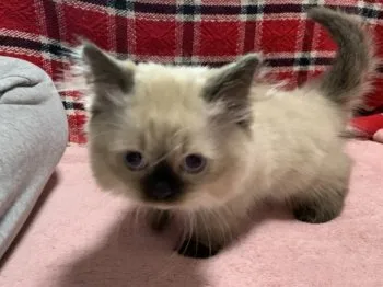 じゅんじゅん 様のお迎えした子猫