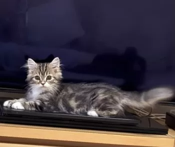 nao 様のお迎えした子猫