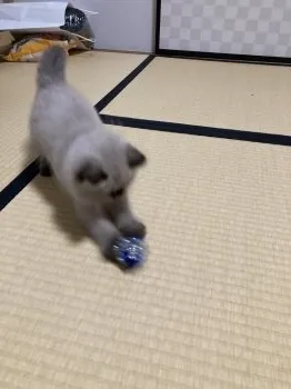 おこげ 様のお迎えした子猫