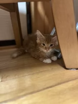 MIK 様のお迎えした子猫