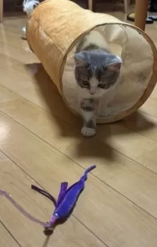 いっく 様のお迎えした子猫