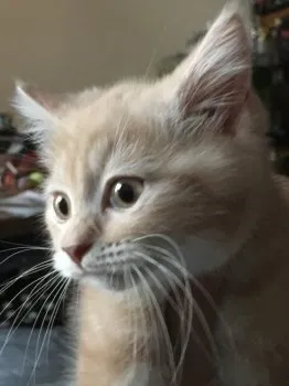 もちたろう 様のお迎えした子猫