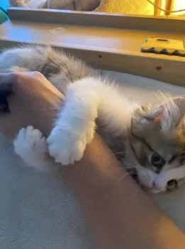 はなひな 様のお迎えした子猫