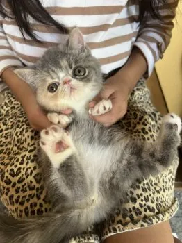 K.N 様のお迎えした子猫