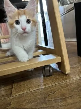 T.T 様のお迎えした子猫