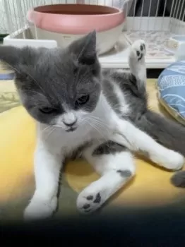 ルパン 様のお迎えした子猫