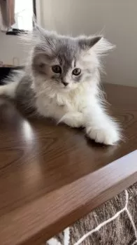 H.S 様のお迎えした子猫