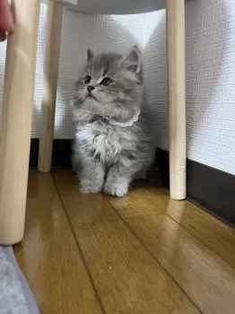 もも 様のお迎えした子猫