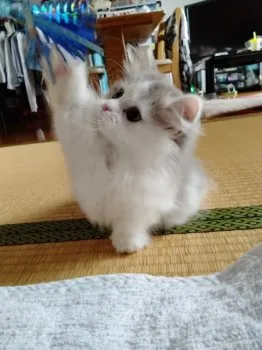 masayuki 様のお迎えした子猫