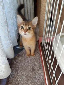 のりまみ 様のお迎えした子猫