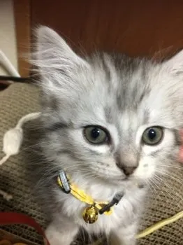ラガちゃんのママ 様のお迎えした子猫