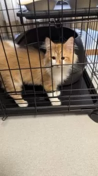 T.O 様のお迎えした子猫