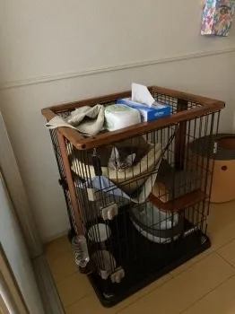 ネネ 様のお迎えした子猫