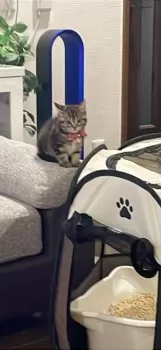 きい 様のお迎えした子猫