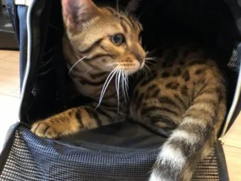 S.K 様のお迎えした子猫