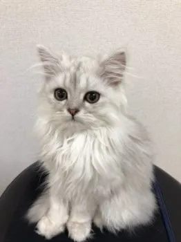 Luna 様のお迎えした子猫