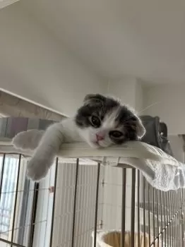ミヤ 様のお迎えした子猫