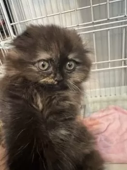 みゃ 様のお迎えした子猫
