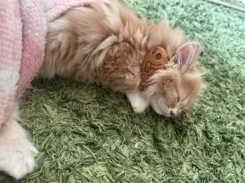 I.T 様のお迎えした子猫