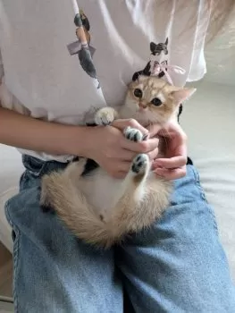 A.C 様のお迎えした子猫