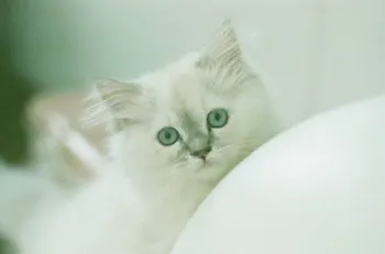 ニッキ 様のお迎えした子猫