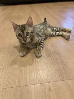 あいち 様のお迎えした子猫