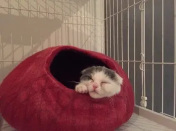 nacco 様のお迎えした子猫