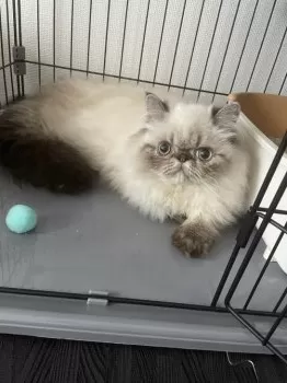MM 様のお迎えした子猫