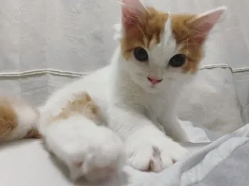 はる 様のお迎えした子猫