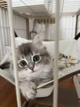 M.G 様のお迎えした子猫