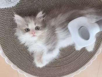 yuki 様のお迎えした子猫