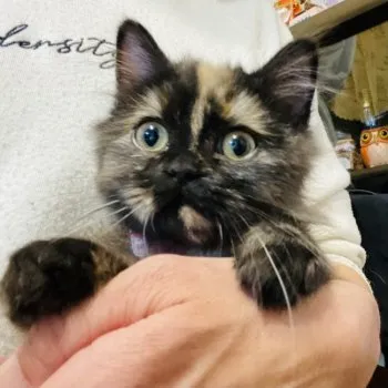 けんちゃん 様のお迎えした子猫