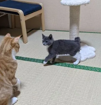 H 様のお迎えした子猫