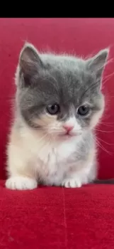 M.N 様のお迎えした子猫