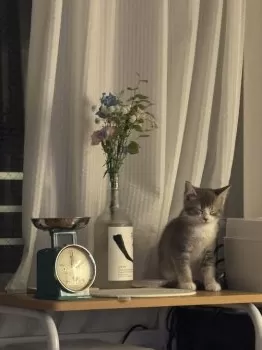 しぐれ 様のお迎えした子猫