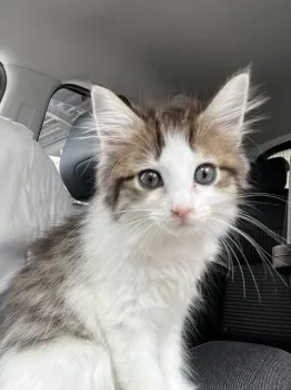 H 様のお迎えした子猫