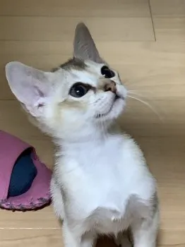 りほりん 様のお迎えした子猫